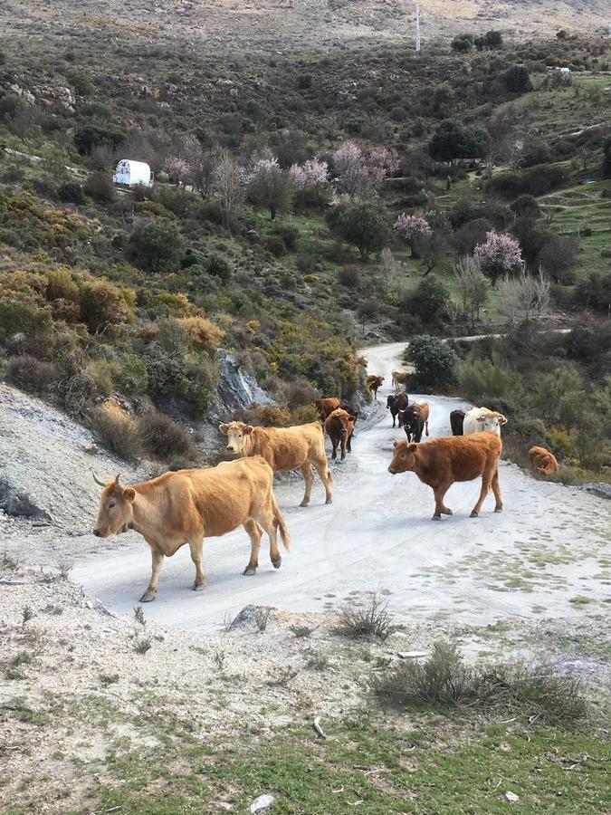 Hotel Rural Fuente La Teja 구에하르 시에라 외부 사진